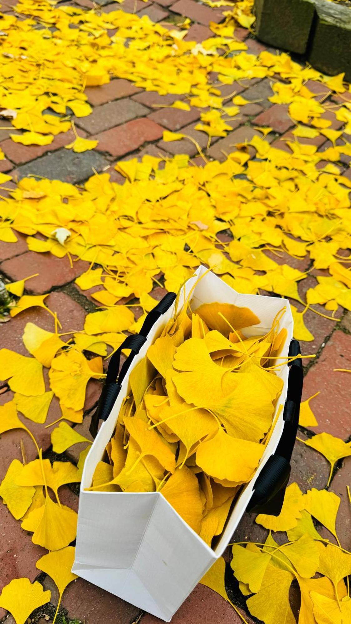 Ginkgo House On Harvard Cambridge Dış mekan fotoğraf